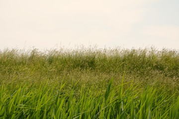 Field in easter days