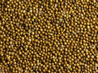 Coriander seeds