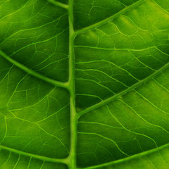 Green leaf close-up