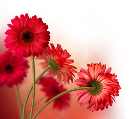 gerbera flowers