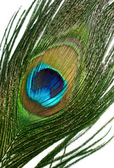 Obraz premium peacock feather