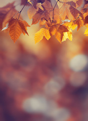 Autumn background © Zffoto