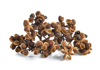 Zanthozylum limonella Alston on white background