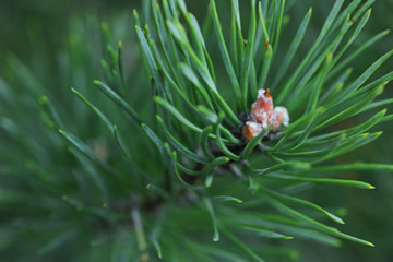 spruce branch close up