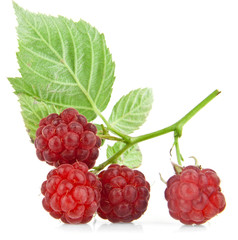 raspberry