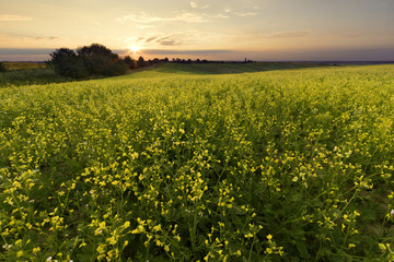 Summer morning was where rape is blooming