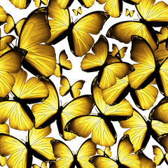 Plakat butterflies