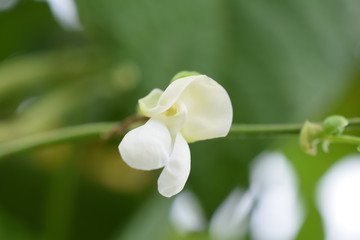 小豆の白い花