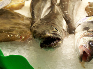 Various Freshly Caught Fish on Ice in a Fishmongers