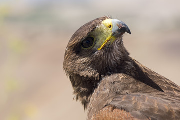 Golden eagle resting in the sun with open mouth