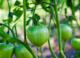 Fresh green tomatoes in the greenhouse