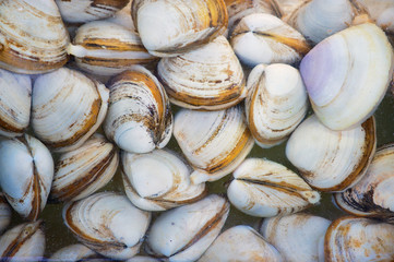 Clam at the seafood market stall in Hong Kong, China.