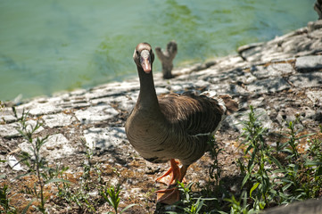 Greater white-fronted goose on greenery  and pond water background 