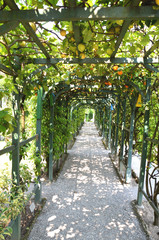 Fototapeta na wymiar Villa Carlotta am Comer See Laubengang mit Orangen