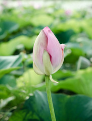 Pink lotus flower bum on green background