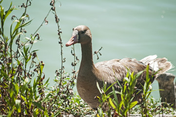 Greater white-fronted goose on greenery  and pond water background 