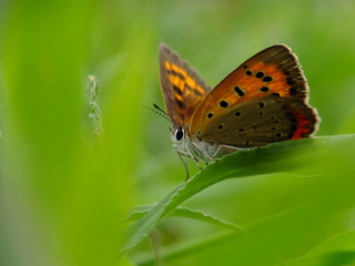 Obraz premium butterfly in the green mood #3