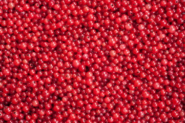 Red Currant Berries
