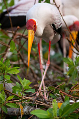 stork