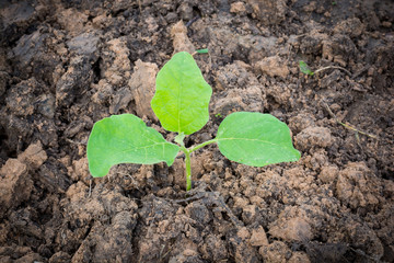 Tree eggplant is grown in the garden.