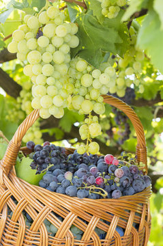 Grapes on tree with basket of grapes beneath