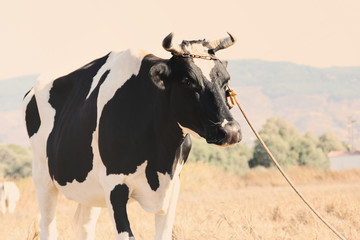 Cow on a farm