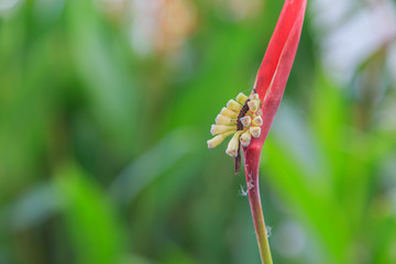 bird of paradise flower