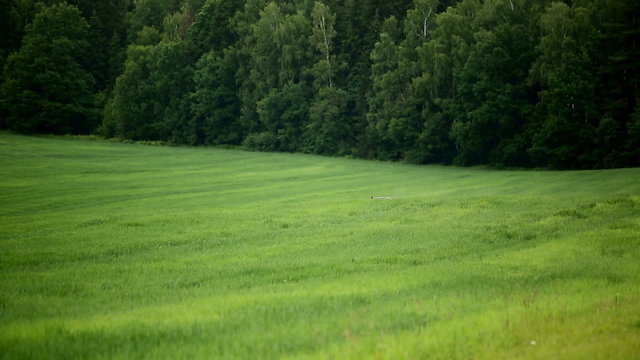 Tractors sprayed with fertilizer grass on the field