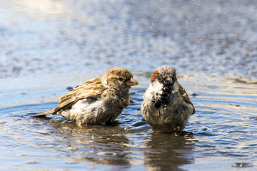 Sparrow