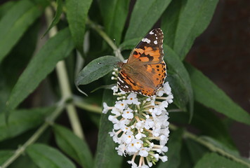 Distelfalter Schmetterling Vanessa cardui  
