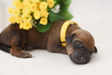 Obraz premium Newborn puppy