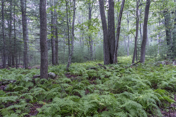 Fototapeta premium The forest floor
