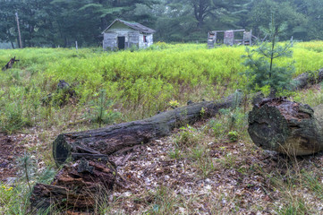 Old shed in forest