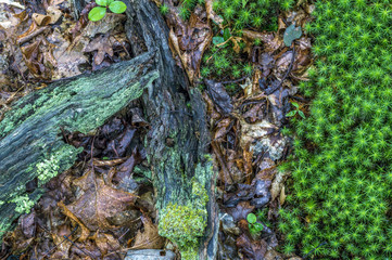 Fototapeta premium The forest floor