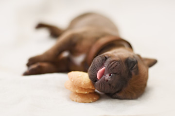 Newborn puppy sleeps on cookies