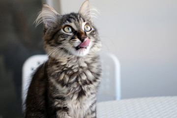 Obraz premium Hungry cat licks lips