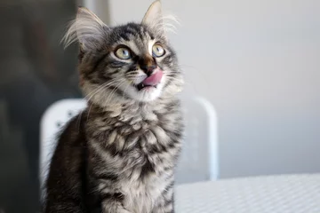 Crédence de cuisine en verre imprimé Chat Un chat affamé se lèche les lèvres