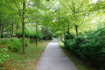 Fototapeta premium park path spring