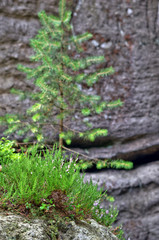 Obraz premium landscape / Landscapes rocks in a natural park made in HDR photography 