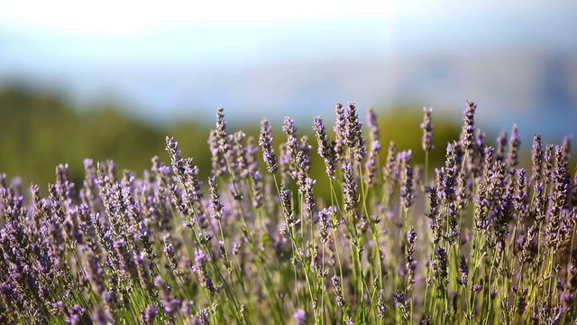 Lavender field at sunset