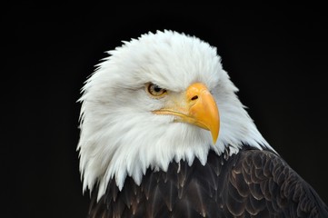 Weißkopfseeadler