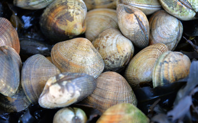 lebende Venusmuscheln auf dem Markt