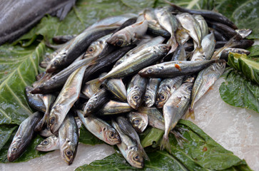 fangfrische Sardinen auf Mangold und Eis