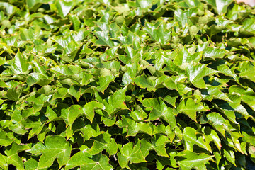 green leaves