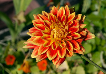 Золотой георгин