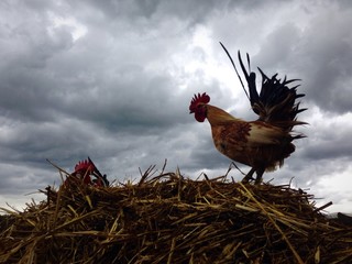 Hahn auf Misthaufen im Sturm