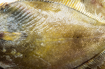 Close up of the body of fresh flatfish