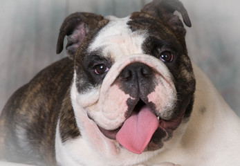 bulldog portrait