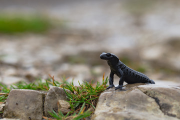 Black Alpine Salamander