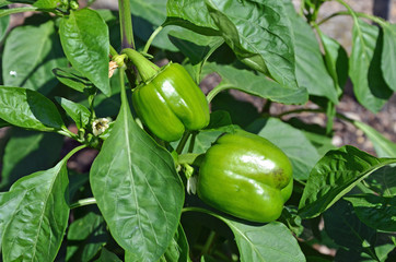 paprika